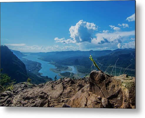 Animal Metal Print featuring the photograph The Praying Mantis of Munra Point by Pelo Blanco Photo