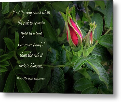 Red Rose Metal Print featuring the photograph The Red Rose Bud by Nancy Griswold