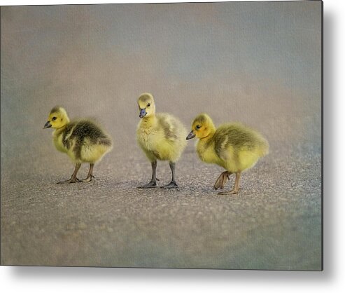 Goslings Metal Print featuring the photograph Three Baby Geese by Patti Deters
