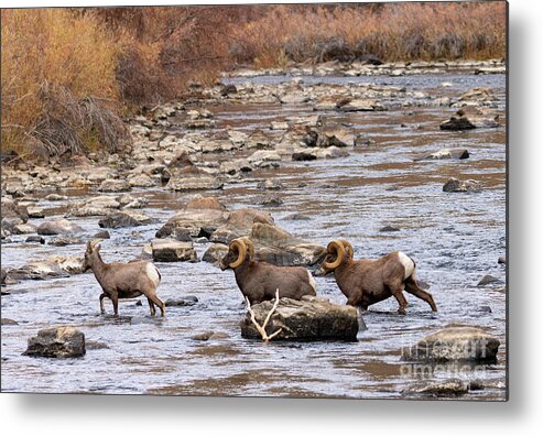 Bighorn Sheep Metal Print featuring the photograph Three in the River by Steven Krull