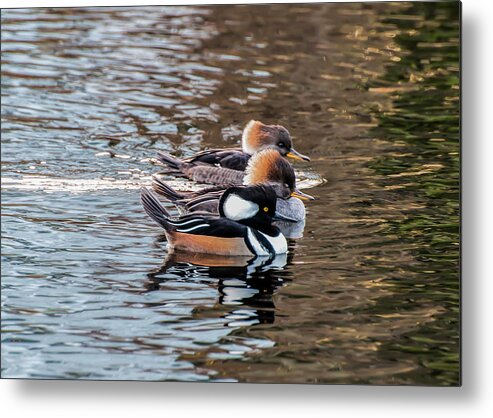 Ducks Metal Print featuring the photograph Three's A Crowd by Cathy Kovarik