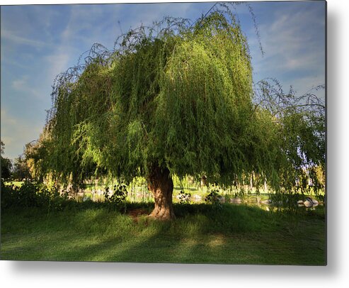 Hayward Metal Print featuring the photograph Time to Shine by Laurie Search