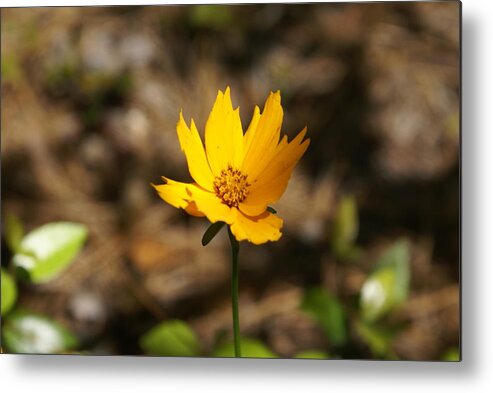  Metal Print featuring the photograph Tiny Bloom by Heather E Harman