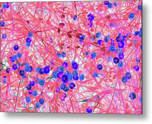Flower Metal Print featuring the photograph Pink Nest of Tiny Blue Flowers by Missy Joy