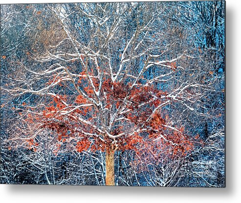 Tree Metal Print featuring the photograph Tree of Two Seasons by Janice Drew