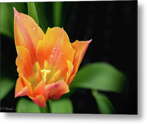 Flowers Metal Print featuring the photograph Tulip by David Lee