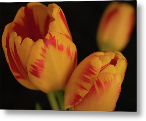 Tulips Metal Print featuring the photograph Tulip Trio by Vicky Edgerly