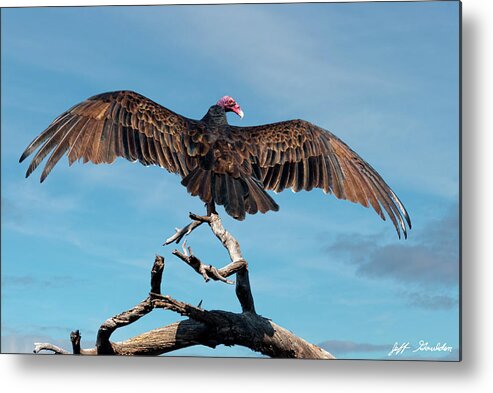 Adult Metal Print featuring the photograph Turkey Vulture Perched in a Dead Tree by Jeff Goulden