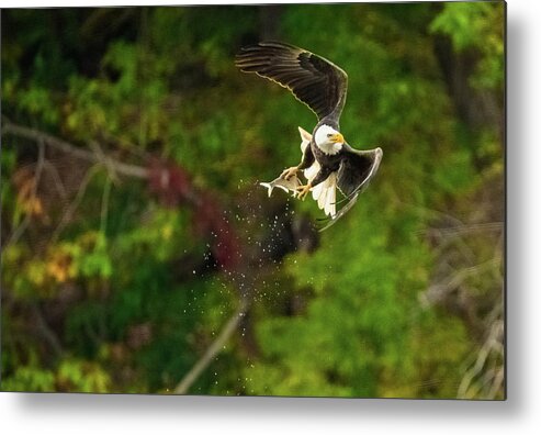 10/19/2019 Metal Print featuring the photograph Turning Two by Jeff at JSJ Photography