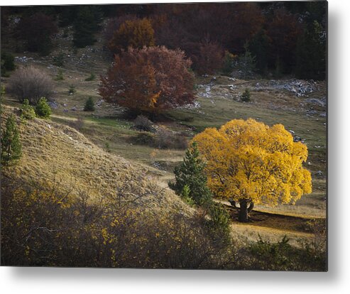 Tranquility Metal Print featuring the photograph Twins different by Adriano Ficarelli