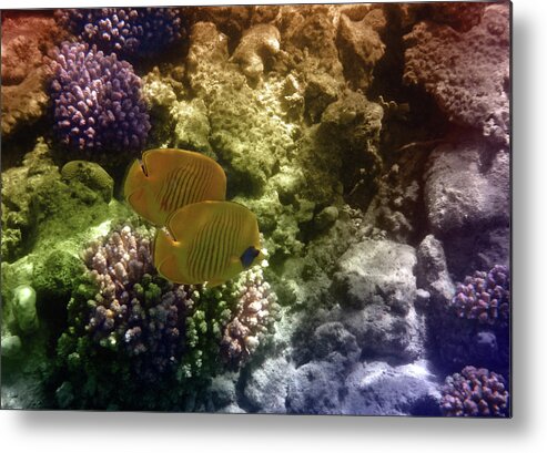 Butterflyfish Metal Print featuring the mixed media Two Beautiful Masked Butterflyfish Among the Red Sea Corals by Johanna Hurmerinta