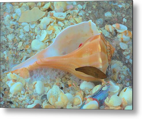 Conch Shell Metal Print featuring the photograph Underwater by Alison Belsan Horton