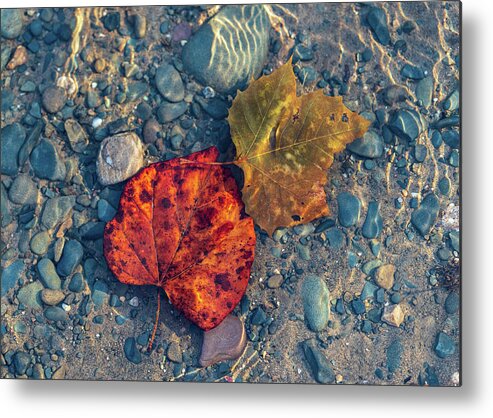 Delaware River Metal Print featuring the photograph Underwater Worlds - Delaware River Photography by Amelia Pearn