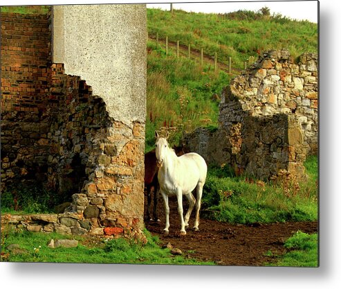 White Metal Print featuring the photograph Unicorn - Scotland by Gene Taylor