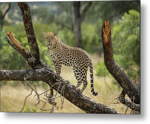 Wildlife Metal Print featuring the photograph Upwardly Mobile - South Africa by Sandra Bronstein
