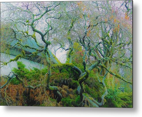 - Vancouver Bc Tree 3 Metal Print featuring the photograph - Vancouver BC Tree 3 by THERESA Nye
