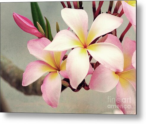 Plumeria Metal Print featuring the photograph Vintage Plumeria by Hilda Wagner