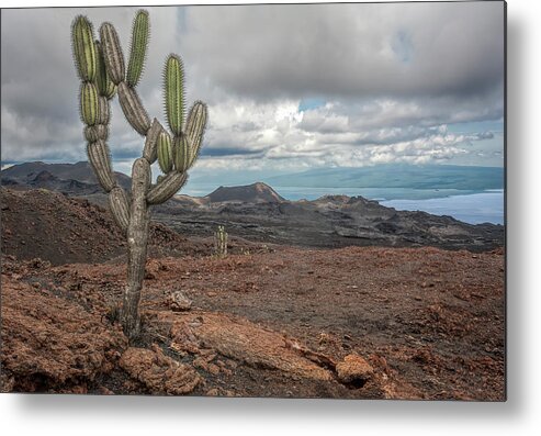 Cactus Metal Print featuring the photograph volcan Chico by Henri Leduc