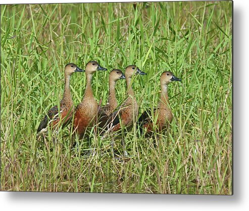 Animals Metal Print featuring the photograph Wandering Whistling-Ducks by Maryse Jansen