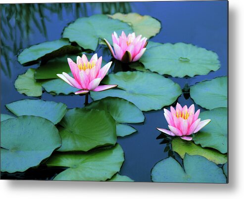 Water Lily Metal Print featuring the photograph Water Lilies by Jessica Jenney