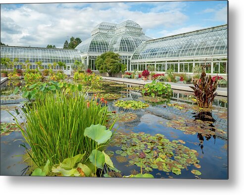 Lily Metal Print featuring the photograph Water Lily and Lotus Pond by Cate Franklyn