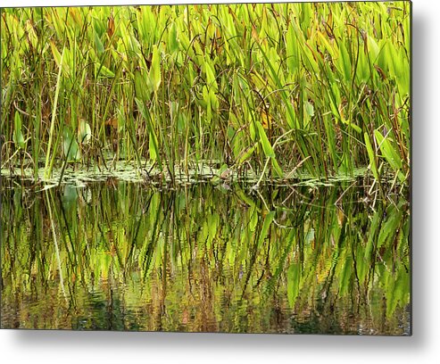Bronx Botanical Gardens Metal Print featuring the photograph Water Plant Reflections by Cate Franklyn