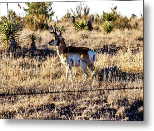 Pronghorn Metal Print featuring the photograph West Texas Pronghorn 001085 by Renny Spencer