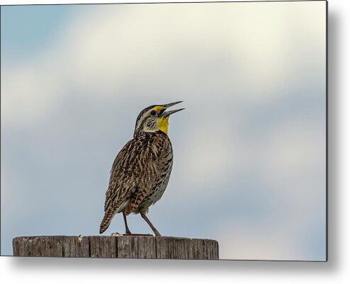 Western Meadowlark Metal Print featuring the photograph Western Meadowlark 2014 by Thomas Young