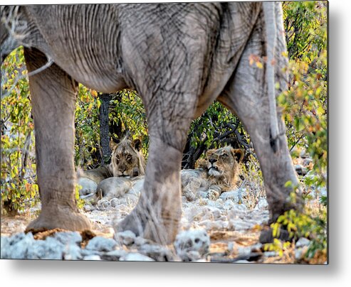 Africa Metal Print featuring the photograph Wha cha lookin' at ? by Stefan Knauer