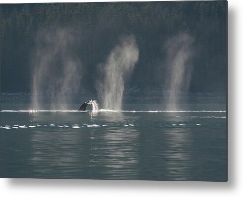 Whale Metal Print featuring the photograph Whale Tail in the Sun by David Kirby