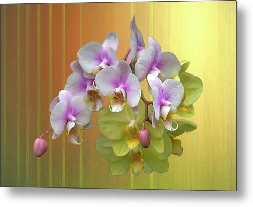 White Moth Orchids Metal Print featuring the photograph White Moth Orchids by Cate Franklyn