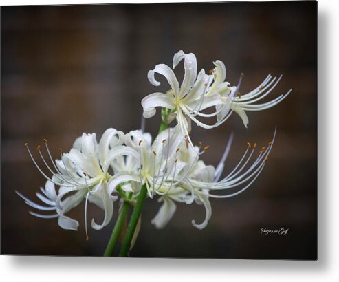 Photograph Metal Print featuring the photograph White Spider Lilies by Suzanne Gaff