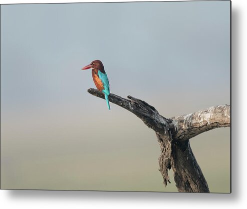 White-throated Kingfisher Metal Print featuring the photograph White-throated Kingfisher #4 by Puttaswamy Ravishankar