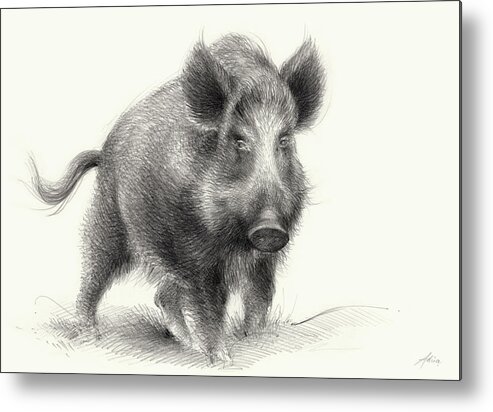 Wilderness Metal Print featuring the drawing Wild boar by Adriana Mueller