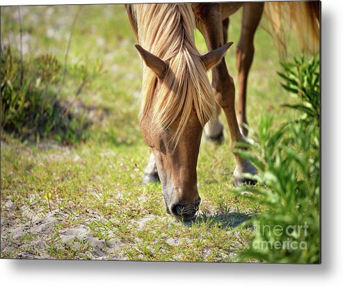 Horses Metal Print featuring the photograph Wild Horse - Flaxen Chestnut by Rehna George