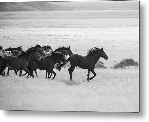 Black And White Metal Print featuring the photograph Wild Horses Dash by Dirk Johnson