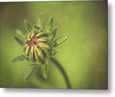 Wildflower Metal Print featuring the photograph Wildflower Bloom by Lori Rowland