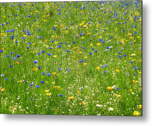 Wildflower Meadow Metal Print featuring the photograph Wildflower meadow by Lynn Hunt