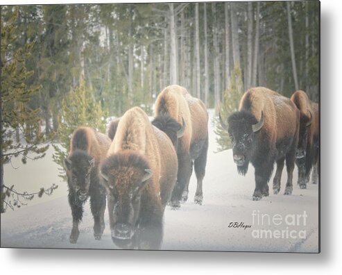 Buffalo Metal Print featuring the photograph Winter Buffalos by DB Hayes