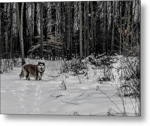  Metal Print featuring the photograph Winter Hike by Brad Nellis