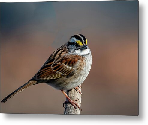Migration Metal Print featuring the photograph Winter White Throat Sparrow by Cathy Kovarik