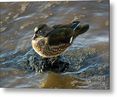 Wood Duck Metal Print featuring the photograph Wood Duck Hen on Lake Washington by Sea Change Vibes