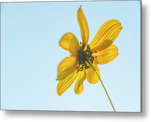 Daisy Metal Print featuring the photograph Yellow Daisy And Sky by Karen Rispin