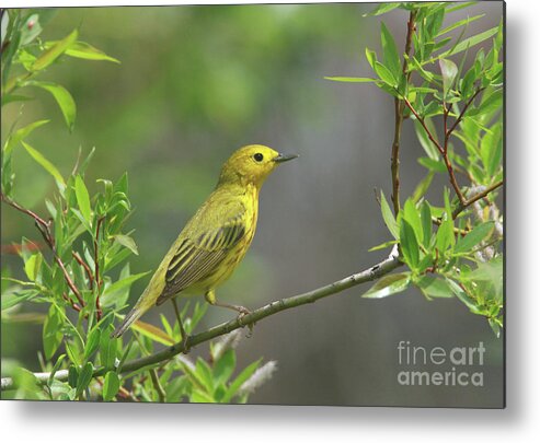 Yellow Warbler Metal Print featuring the photograph Yellow Warbler by Gary Wing