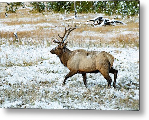 Elk Metal Print featuring the photograph Yellowstone Elk by Gordon Ripley