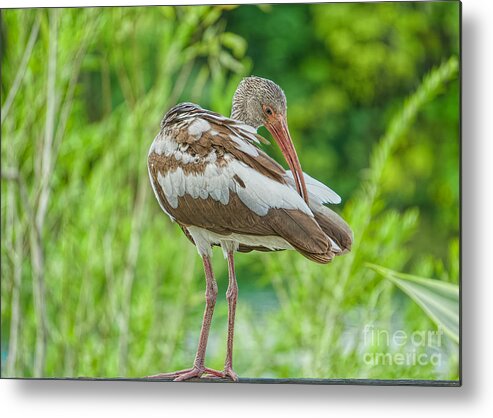 Ibis Metal Print featuring the painting Young Ibis by Judy Kay