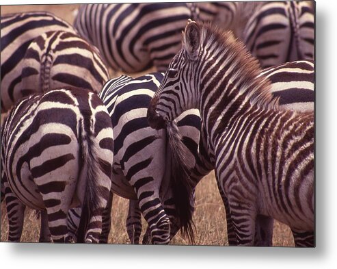 Africa Metal Print featuring the photograph Zebra Butts Head by Russel Considine