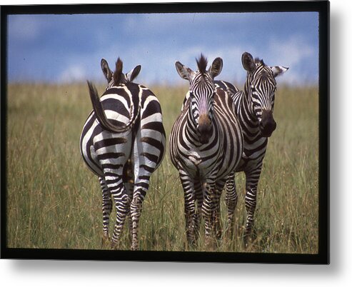Africa Metal Print featuring the photograph Zebras Coming and Going by Russel Considine