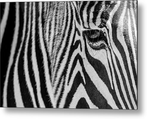 Zebra Metal Print featuring the photograph Zebra's Eye by Holly Ross
