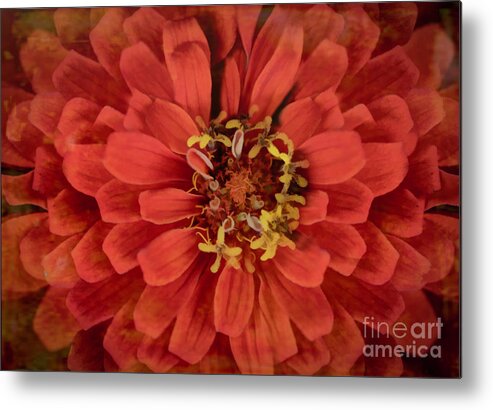 Zinnia Metal Print featuring the photograph Zinnia Dream by Shannon Moseley